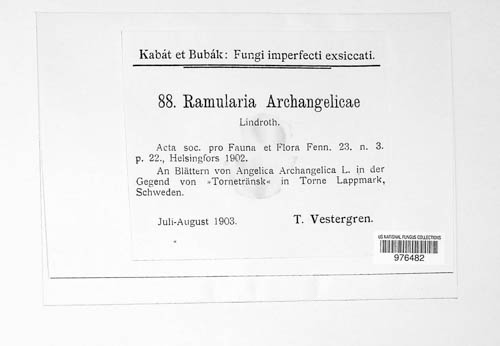 Ramularia archangelicae image